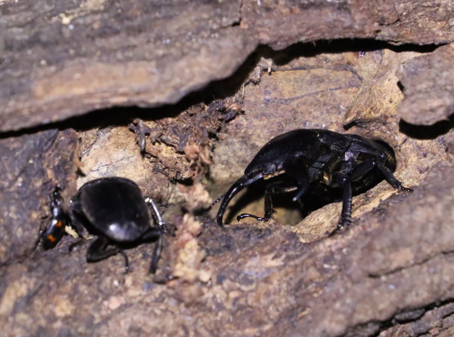 枝先のヤナギ⑤_ ヒラタクワガタ♂敗者36ｍｍと勝者46mm_ヤナギ林_2023年7月4日19時40分気温25.5度